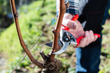 Winegrower pruning the vineyard with professional steel scissors. Traditional agriculture. Winter pruning.の写真素材