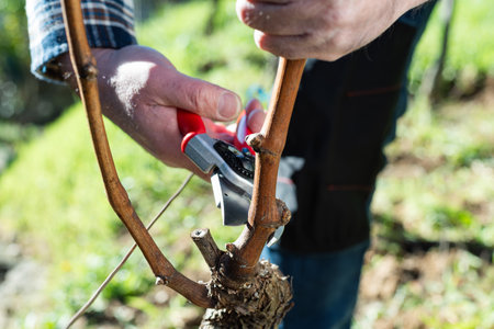 Winegrower pruning the vineyard with professional steel scissors. Traditional agriculture. Winter pruning.の写真素材