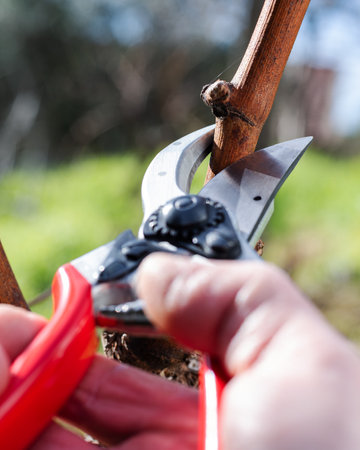 Winegrower pruning the vineyard with professional steel scissors. Traditional agriculture. Winter pruning.の写真素材