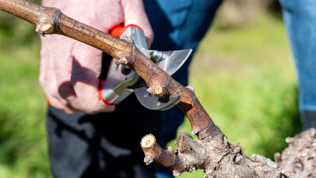 Winegrower pruning the vineyard with professional steel scissors. Traditional agriculture. Winter pruning.の写真素材