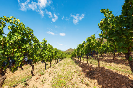 Rows of a beautiful vineyard in a plain between the mountains, under a spectacular blue sky with clouds. Traditional agriculture.の写真素材