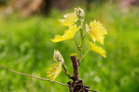 Young sprouts. Close-up of shoots among the branches of a vineyard in Sardinia, Italy. Traditional agriculture.の写真素材