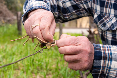 The ligature. Winemaker ties the new shoot to the wire after pruning with vegetable raffia. Traditional agriculture. Winter pruning, Guyot method.の写真素材