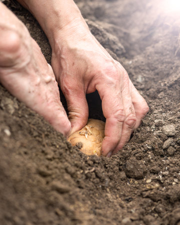 Close-up of farmer's hands planting potato tubers in soil in organic field. Garden work in spring. Traditional agriculture.の写真素材