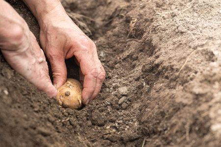 Close-up of farmer's hands planting potato tubers in soil in organic field. Garden work in spring. Traditional agriculture.の写真素材