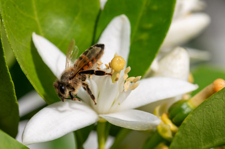 Close-up of a bee collecting pollen from white orange blossoms in spring. Biological agriculture. Environmental protection and biodiversity.の写真素材