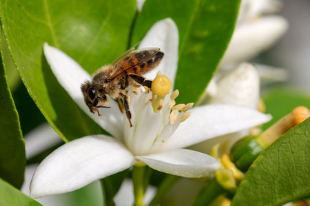 Close-up of a bee collecting pollen from white orange blossoms in spring. Biological agriculture. Environmental protection and biodiversity.の写真素材