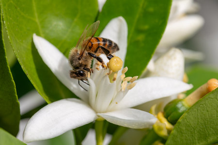 Close-up of a bee collecting pollen from white orange blossoms in spring. Biological agriculture. Environmental protection and biodiversity.の写真素材