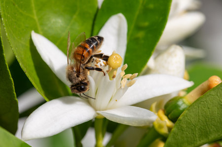 Close-up of a bee collecting pollen from white orange blossoms in spring. Biological agriculture. Environmental protection and biodiversity.の写真素材