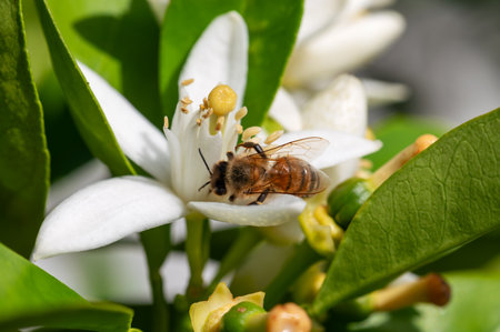 Close-up of a bee collecting pollen from white orange blossoms in spring. Biological agriculture. Environmental protection and biodiversity.の写真素材