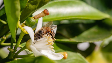 Close-up of a bee collecting pollen from white orange blossoms in spring. Biological agriculture. Environmental protection and biodiversity.の写真素材