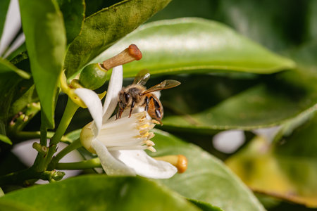 Close-up of a bee collecting pollen from white orange blossoms in spring. Biological agriculture. Environmental protection and biodiversity.の写真素材