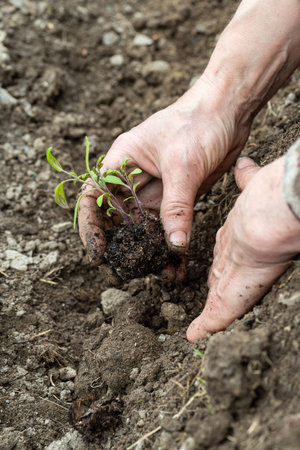 Close up of farmer's hands planting tomato seedling in soil in organic field. Garden work in spring. Traditional agriculture.の写真素材