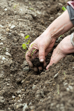 Close up of farmer's hands planting tomato seedling in soil in organic field. Garden work in spring. Traditional agriculture.の写真素材