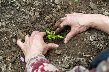 Close up of farmer's hands planting tomato seedling in soil in organic field. Garden work in spring. Traditional agriculture.の写真素材