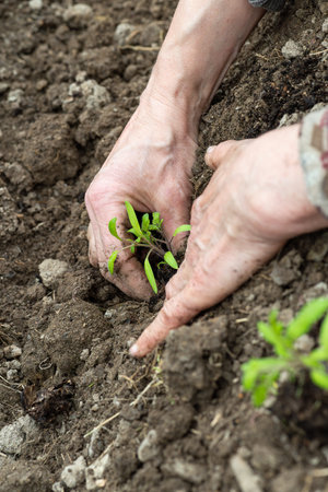 Close up of farmer's hands planting tomato seedling in soil in organic field. Garden work in spring. Traditional agriculture.の写真素材