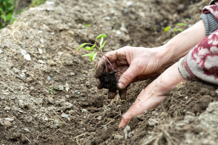 Close up of farmer's hands planting tomato seedling in soil in organic field. Garden work in spring. Traditional agriculture.の写真素材