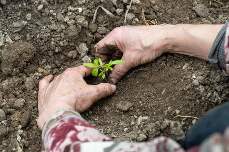 Close up of farmer's hands planting tomato seedling in soil in organic field. Garden work in spring. Traditional agriculture.の写真素材