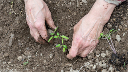 Close up of farmer's hands planting tomato seedling in soil in organic field. Garden work in spring. Traditional agriculture.の写真素材