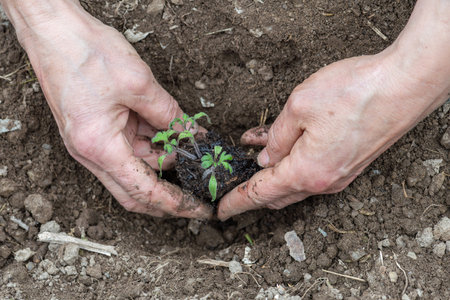 Close up of farmer's hands planting tomato seedling in soil in organic field. Garden work in spring. Traditional agriculture.の写真素材