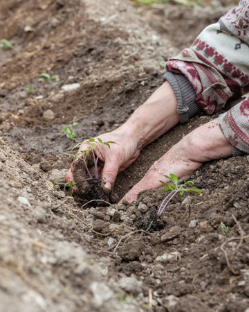 Close up of farmer's hands planting tomato seedling in soil in organic field. Garden work in spring. Traditional agriculture.の写真素材