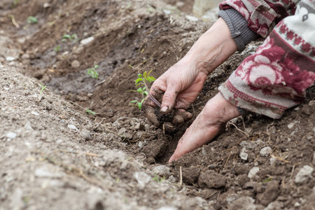 Close up of farmer's hands planting tomato seedling in soil in organic field. Garden work in spring. Traditional agriculture.の写真素材