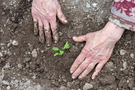 Close up of farmer's hands planting tomato seedling in soil in organic field. Garden work in spring. Traditional agriculture.の写真素材