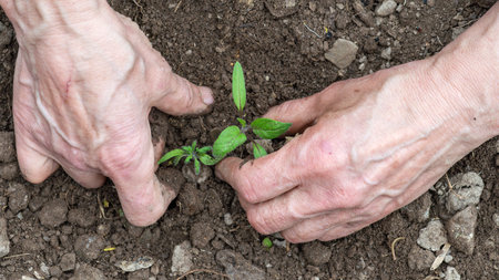 Close up of farmer's hands planting tomato seedling in soil in organic field. Garden work in spring. Traditional agriculture.の写真素材