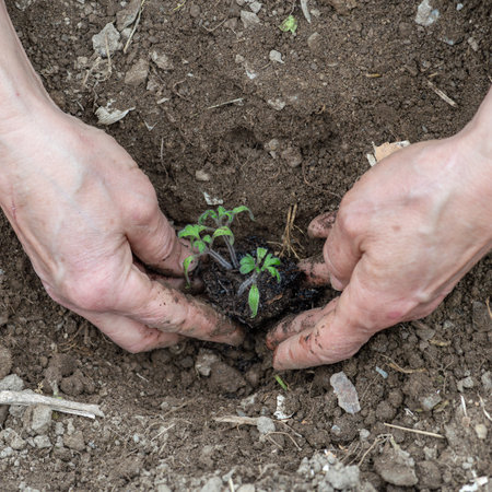 Close up of farmer's hands planting tomato seedling in soil in organic field. Garden work in spring. Traditional agriculture.の写真素材
