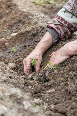 Close up of farmer's hands planting tomato seedling in soil in organic field. Garden work in spring. Traditional agriculture.の写真素材