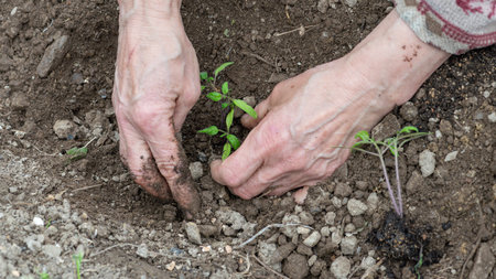 Close up of farmer's hands planting tomato seedling in soil in organic field. Garden work in spring. Traditional agriculture.の写真素材