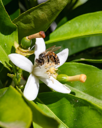 Close-up of a bee collecting pollen from white orange blossoms in spring. Biological agriculture. Environmental protection and biodiversity.の写真素材