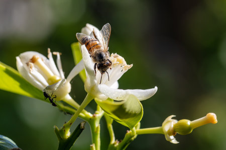 Close-up of a bee collecting pollen from white orange blossoms in spring. Biological agriculture. Environmental protection and biodiversity.の写真素材