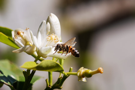 Close-up of a bee collecting pollen from white orange blossoms in spring. Biological agriculture. Environmental protection and biodiversity.の写真素材