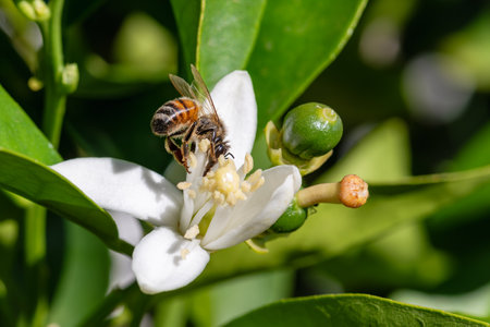 Close-up of a bee collecting pollen from white orange blossoms in spring. Biological agriculture. Environmental protection and biodiversity.の写真素材