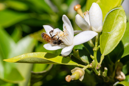 Close-up of a bee collecting pollen from white orange blossoms in spring. Biological agriculture. Environmental protection and biodiversity.の写真素材