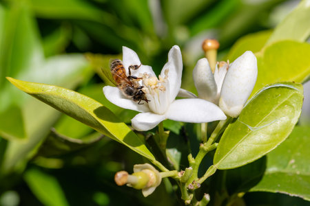 Close-up of a bee collecting pollen from white orange blossoms in spring. Biological agriculture....