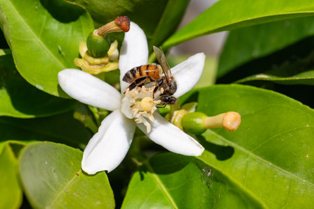 Close-up of a bee collecting pollen from white orange blossoms in spring. Biological agriculture. Environmental protection and biodiversity.の写真素材