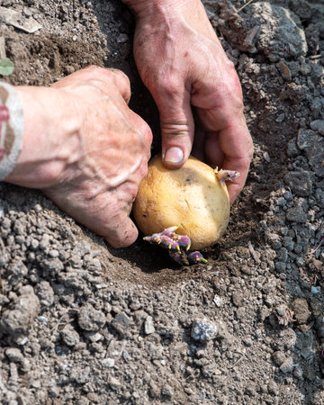 Close-up of farmer's hands planting potato tubers in soil in organic field. Garden work in spring. Traditional agriculture.の写真素材