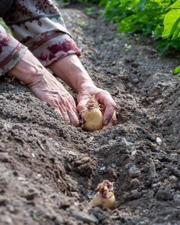 Close-up of farmer's hands planting potato tubers in soil in organic field. Garden work in spring. Traditional agriculture.の写真素材