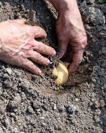 Close-up of farmer's hands planting potato tubers in soil in organic field. Garden work in spring. Traditional agriculture.の写真素材