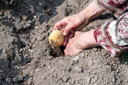 Close-up of farmer's hands planting potato tubers in soil in organic field. Garden work in spring. Traditional agriculture.の写真素材