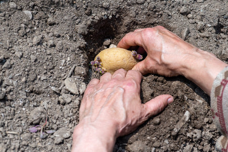 Close-up of farmer's hands planting potato tubers in soil in organic field. Garden work in spring. Traditional agriculture.の写真素材