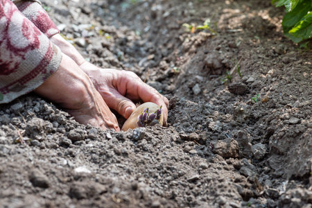 Close-up of farmer's hands planting potato tubers in soil in organic field. Garden work in spring. Traditional agriculture.の写真素材