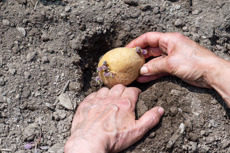 Close-up of farmer's hands planting potato tubers in soil in organic field. Garden work in spring. Traditional agriculture.の写真素材