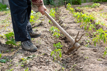 Manual processing of the ground with hoe in a tomato cultivation. Garden work in spring. Traditional agriculture.の写真素材