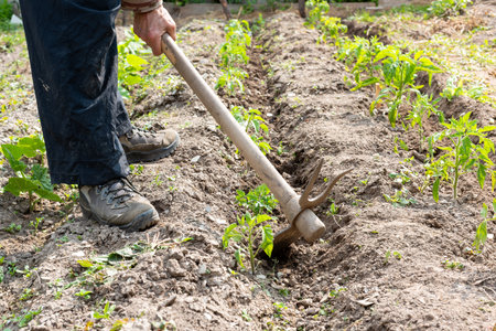 Manual processing of the ground with hoe in a tomato cultivation. Garden work in spring. Traditional agriculture.の写真素材