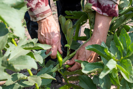 Close up of farmer's hands picking fresh broad beans in organic field. Spring garden harvest. Traditional agriculture.の写真素材