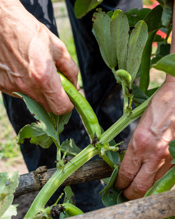 Close up of farmer's hands picking fresh broad beans in organic field. Spring garden harvest. Traditional agriculture.の写真素材