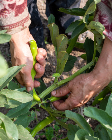 Close up of farmer's hands picking fresh broad beans in organic field. Spring garden harvest. Traditional agriculture.の写真素材